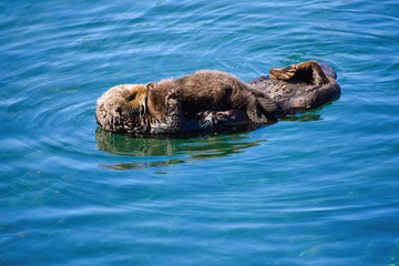 Sea otter and her pup snuggling and floating in Morro Bay