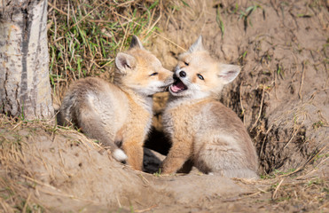 Red fox kits in the wild