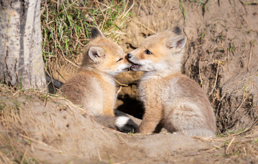Red fox kits in the wild
