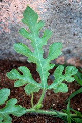 Beautiful view of the watermelon leaf.