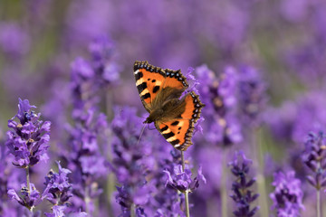 The small tortoiseshell (Aglais urticae) resting on lavender 