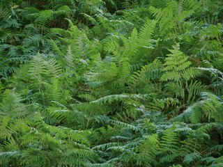 Farne im feuchten Tal
