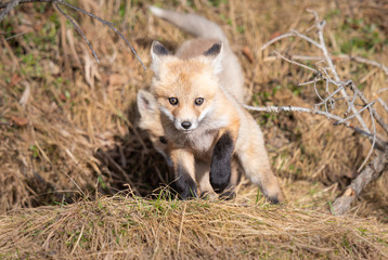 Red fox kits in the wild