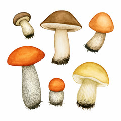 Watercolour different tubular edible mushroom set. Porcini, brown/orange cap boletus, cep. Collection of hand drawn element isolated on white background for autumn design, menu, recipe, label, pattern