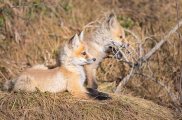 Red fox kits in the wild