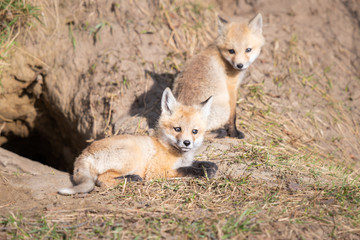 Red fox kits in the wild