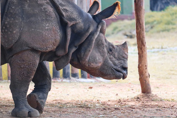 Rhino in the zoo