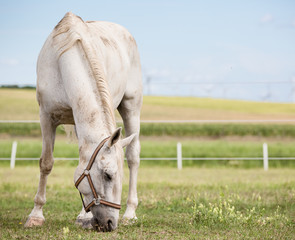white horse eating grass © Agata Carr