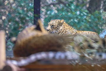 leopard resting in the tree