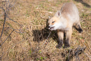 Red fox kits in the wild