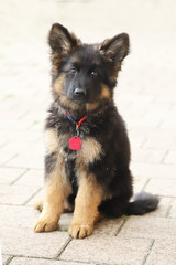 Fototapeta premium Portrait of a black and tan long-haired german shepherd puppy