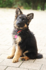 Portrait of a  black and tan long-haired german shepherd puppy