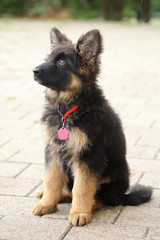 Little german shepherd pup with black mask and black and tan long-hair sitting