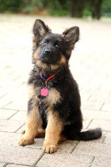 Little german shepherd pup with black mask and black and tan long-hair sitting