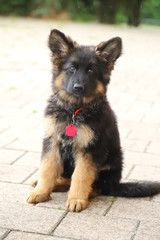 Little german shepherd pup with black mask and black and tan long-hair sitting