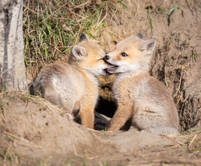 Red fox kits in the wild