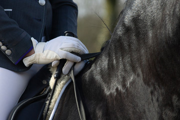 Detail of the special dressage breed Friesian Horse in black with shiny fur riding in a paddock