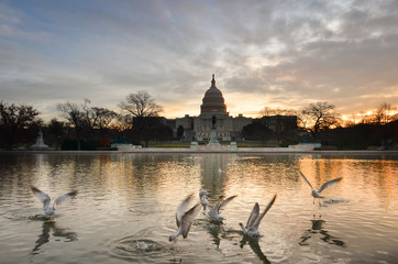 Fototapeta premium Seagulls and Capitol Buiding at sunrise - Washington D.C. United States of America