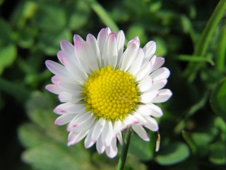 Obraz premium Gänseblume