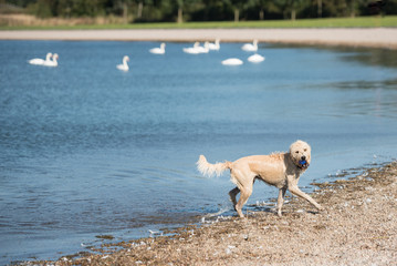 A dog comes out of a reservoir drenched in water after having fetched a blue ball in a sunny day in the Pentland Hills Regional Park, Edinburgh, Scotland, United Kingdom,  with swans on the background