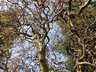 Korkenzieherhaselnuss