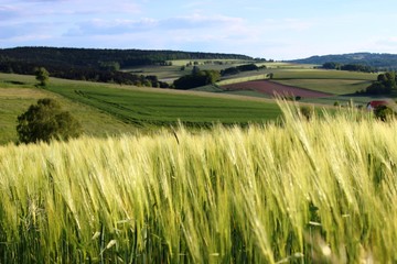 Obraz premium Wald und Flur