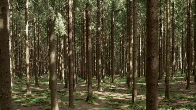 a needle forest filmed backwards in 4k