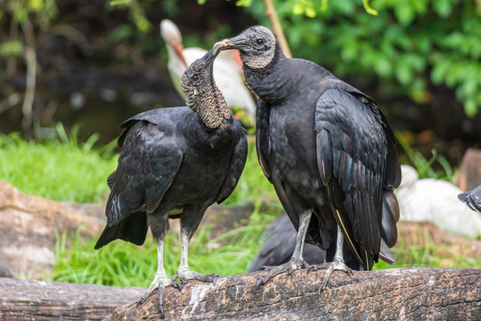 American black vultures (Coragyps atratus) - Florida, USA