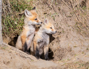 Red fox kits in the wild
