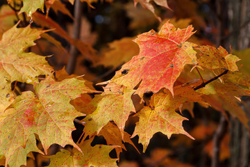 Naklejka na ściany i meble Maple Leaves in the fall