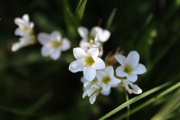 Blume