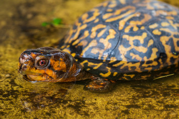 Eastern box turtle (Terrapene carolina carolina) in water - Florida, USA