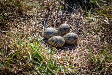 Naklejka na ściany i meble A spur winged plover nest out in an open field in August, New Zealand