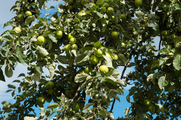 Branches of apple tree with ripe fruits on blue cloudy sky background. Close up