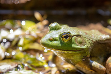 Large adult American Bullfrog close up