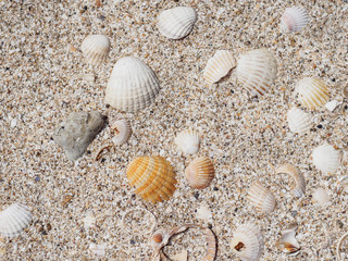 Top view of seashells on the sand on a sunny day. Natural background of marine nature. Sea vacation concept. Copy space. Flat lay.