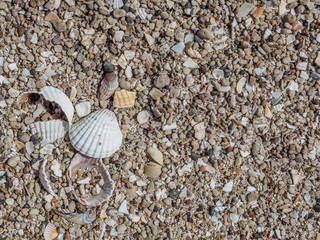 Top view of seashells on the sand on a sunny day. Natural background of marine nature. Sea vacation concept. Copy space. Flat lay.