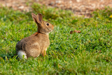Wild rabbit on a morning pasture