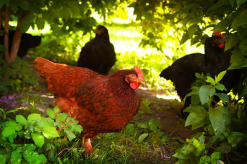 Chickens in the garden among the green grass. High quality photo