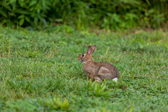 Wild rabbit on a morning pasture