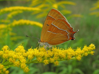 Brown hairstreak butterfly (Thecla betulae) - orange butterfly with white streaks on Canadian...