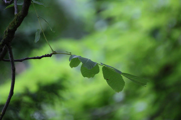 green walnut leaves © Paulina