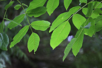 green walnut leaves