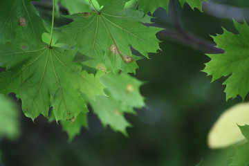 Fototapeta na wymiar green maple leaves on the branch