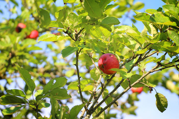 red apples among green leaves
