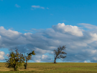 Fototapeta premium Abgestorbener Baum im Feld