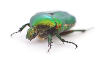 Green beetle isolated.