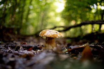White mushrooms in the woods, on a background of leaves, bright sunlight. Boletus. Mushroom