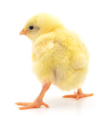 Small yellow chicken