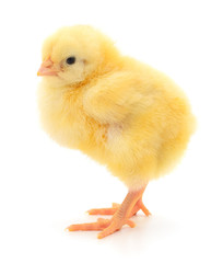 Fototapeta premium Small yellow chicken